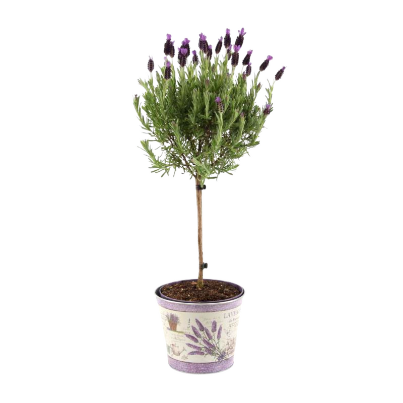 winterharde Lavendel stoechas Anouk® op stam XL - 1 Stuk