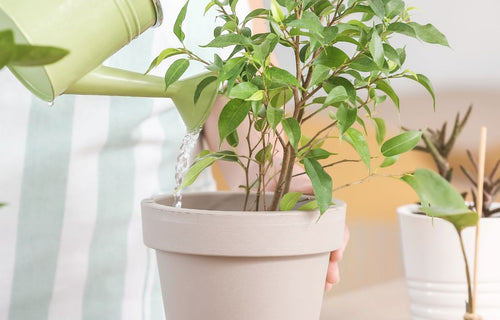 Waarom Planten in Huis Onmisbaar Zijn: