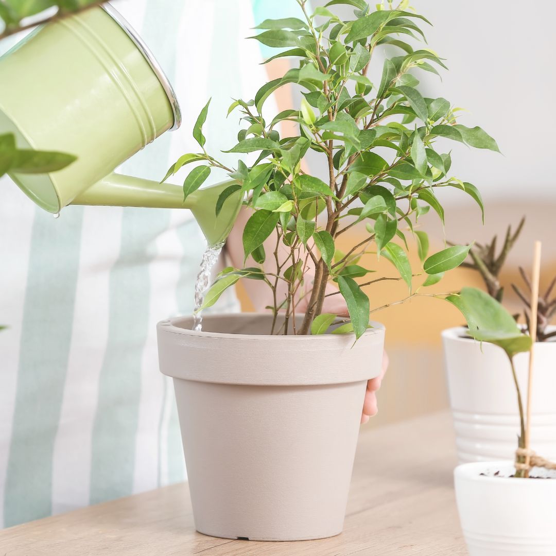 Waarom Planten in Huis Onmisbaar Zijn: