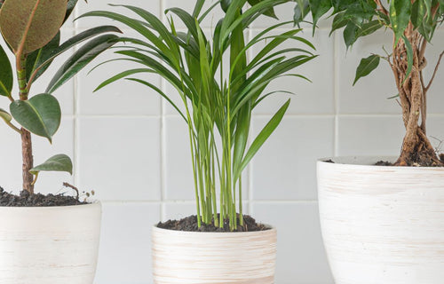 Groene Vrienden: Zo Houd Je Kamerplanten Gezond en Gelukkig