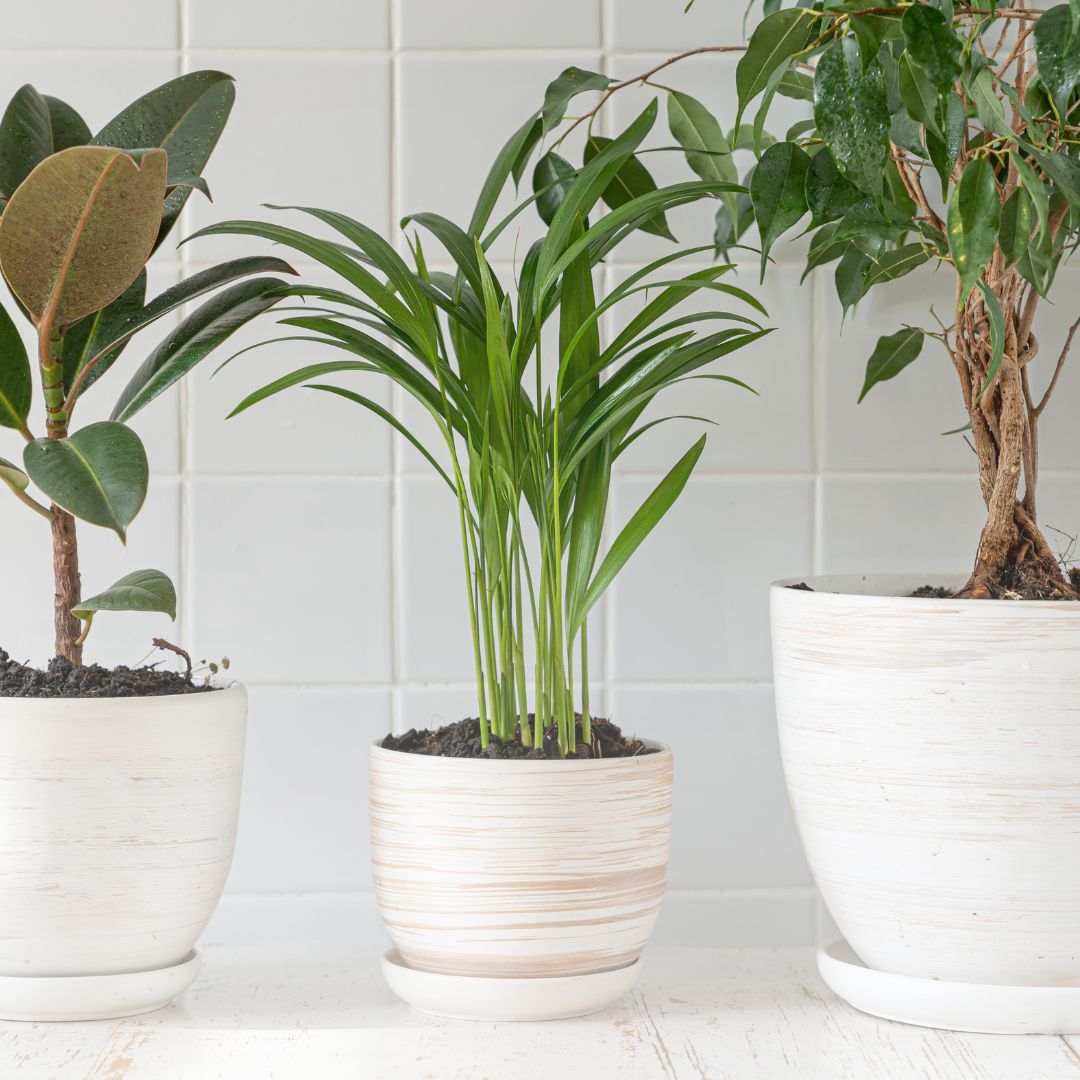 Groene Vrienden: Zo Houd Je Kamerplanten Gezond en Gelukkig