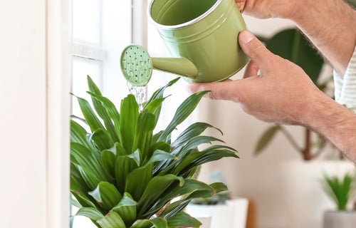 Zo Houd Je Je Kamerplanten Gelukkig in de Herfst en Winter