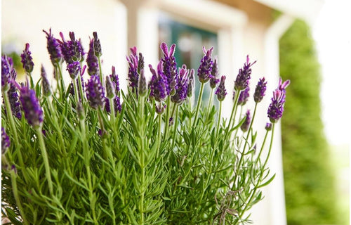 Buitenplanten: Groen Genieten in de Tuin