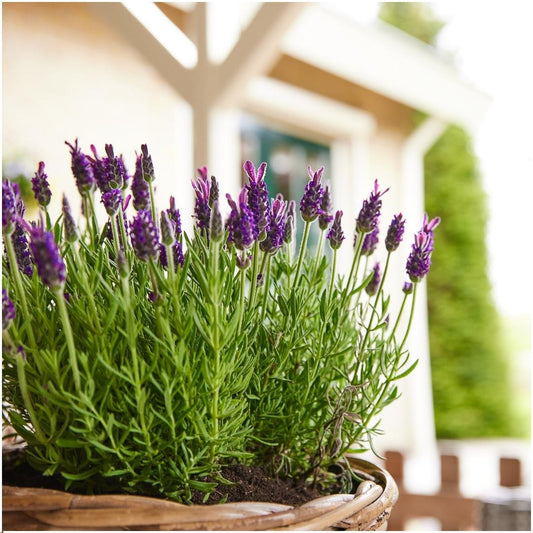 Buitenplanten: Groen Genieten in de Tuin