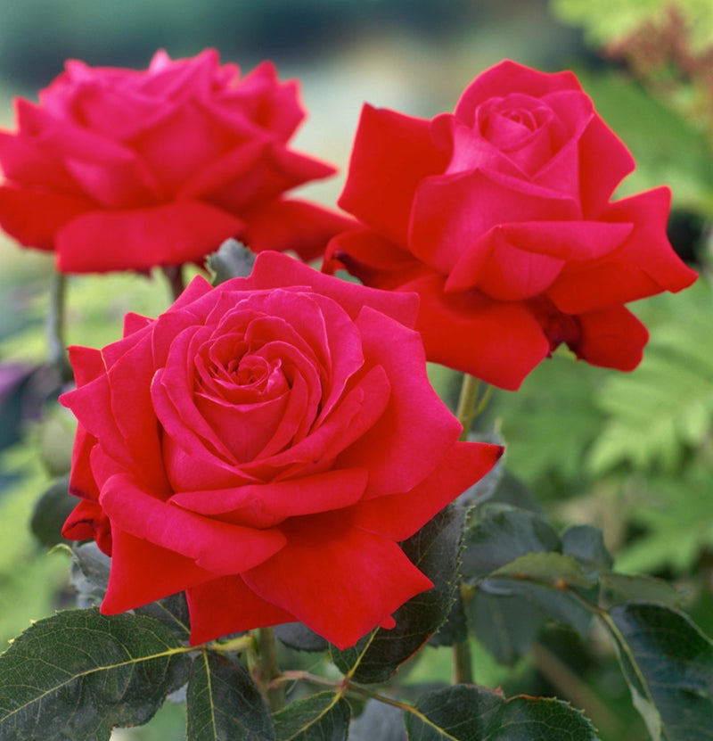 Großblütige Rosen im 3er-Set rot