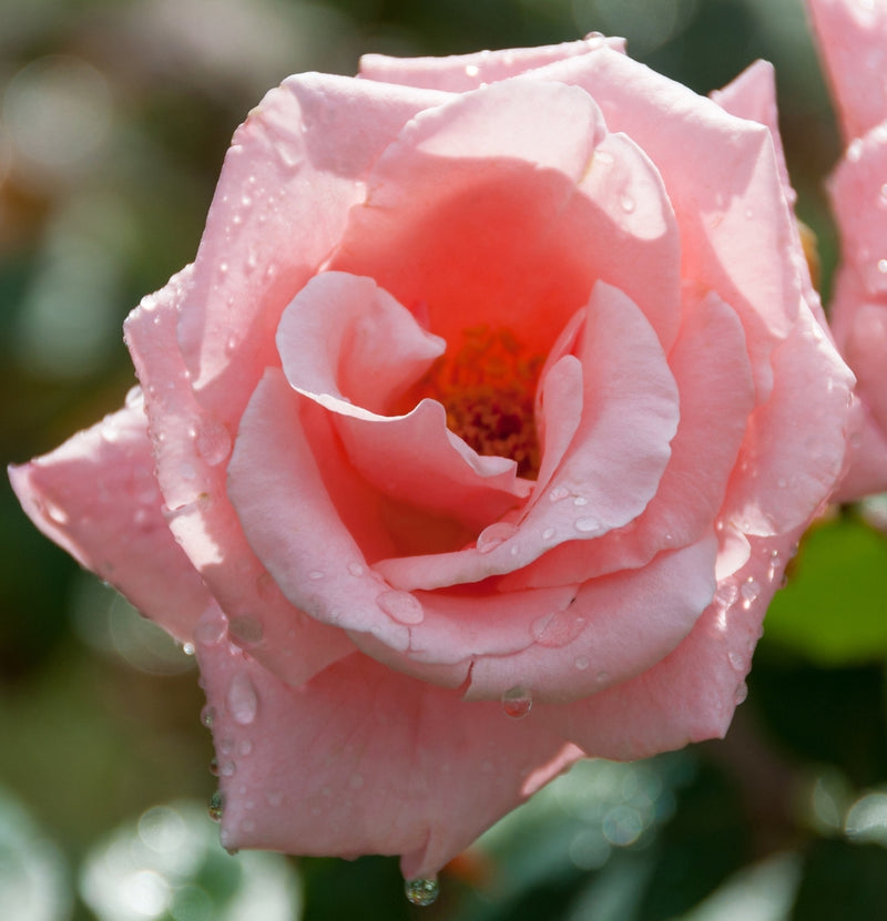 Großblütige Rosen im 3er-Set Queen of England rosa