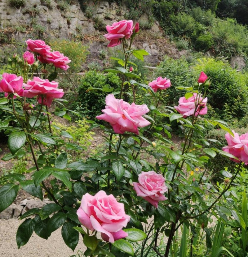 Juego de 3 rosas grandes con flores rosa Reina de Inglaterra