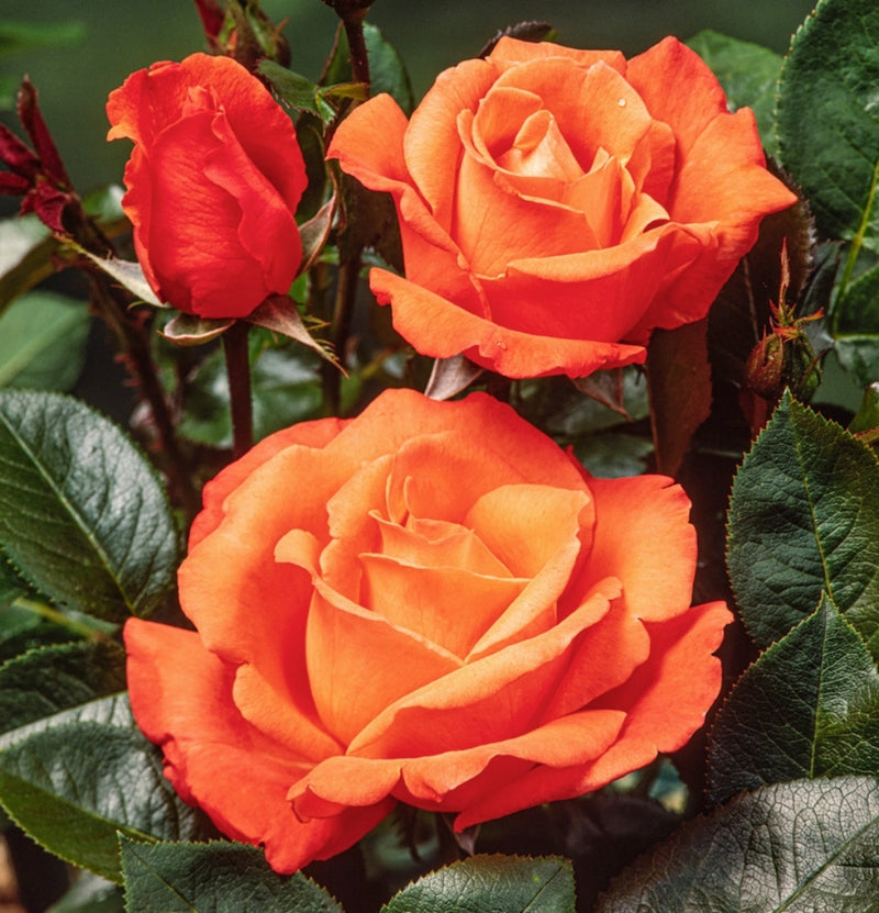 Conjunto de rosas grandes com flores de 3 laranjas Joro