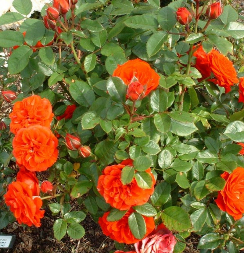 Conjunto de rosas grandes com flores de 3 laranjas Joro