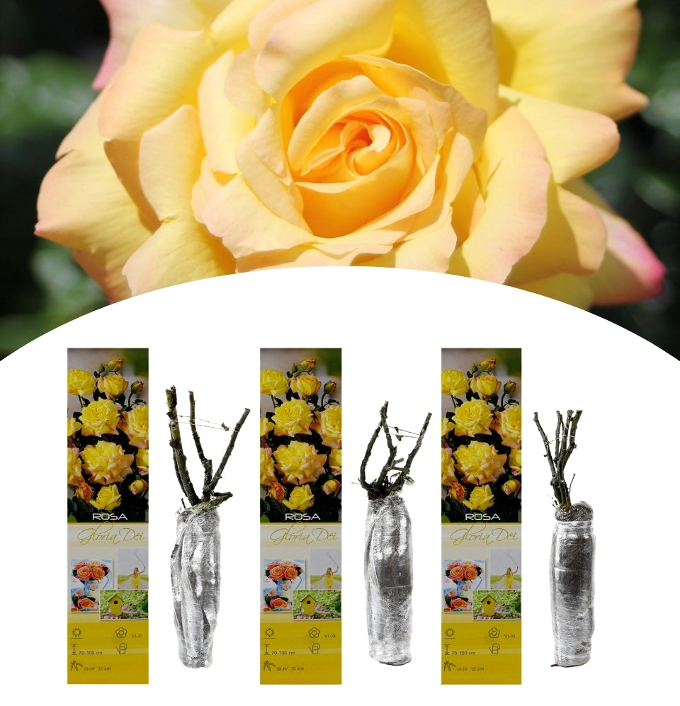 Conjunto de 3 rosas de flor grande Gloria Dei amarelo/rosa