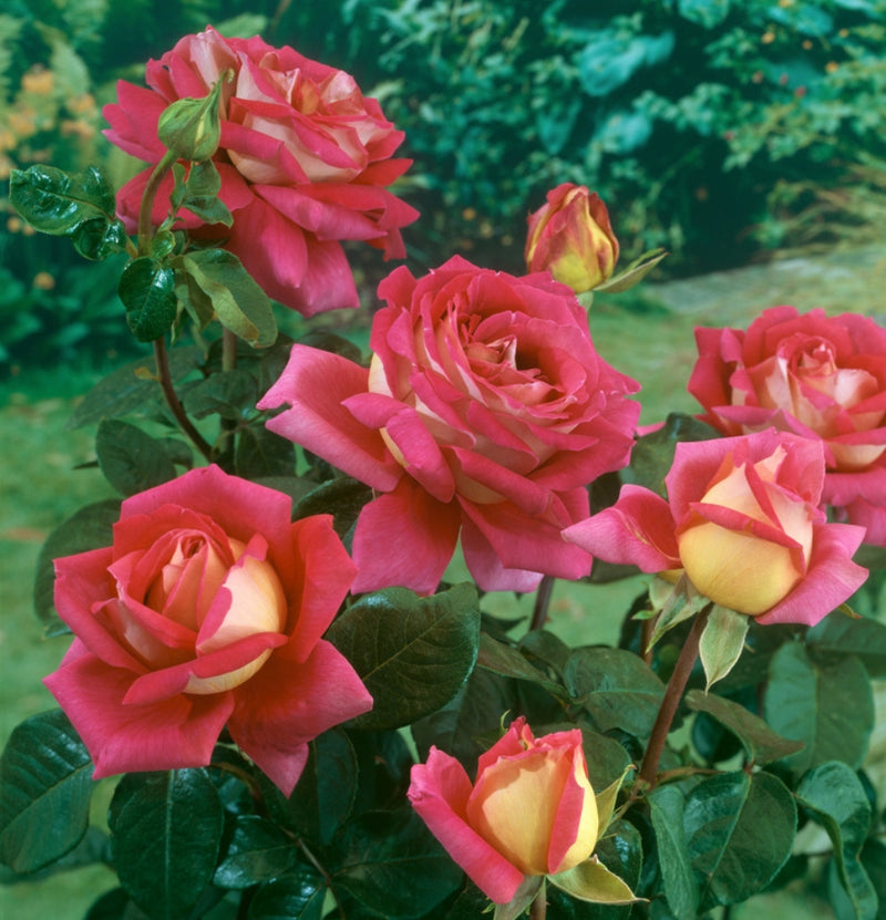 Rosiers à grandes fleurs lot de 3 Kronenbourg rouge-blanc