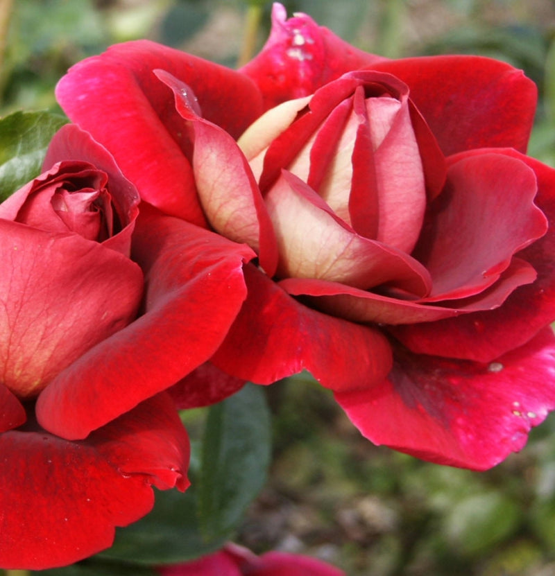 Conjunto de 3 rosas de flores grandes Kronenbourg vermelho-branco