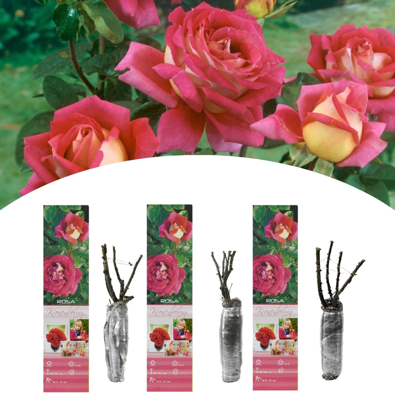 Conjunto de 3 rosas de flores grandes Kronenbourg vermelho-branco