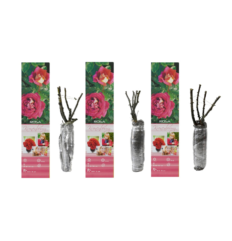 Conjunto de 3 rosas de flores grandes Kronenbourg vermelho-branco