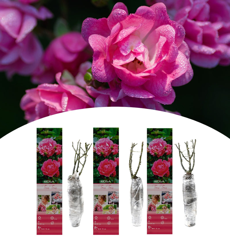 Conjunto de 3 rosas Polyantha Tom Tom rosa