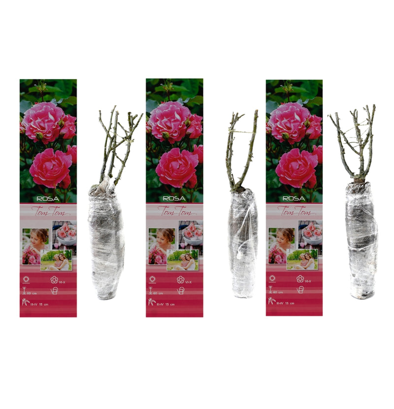 Conjunto de 3 rosas Polyantha Tom Tom rosa