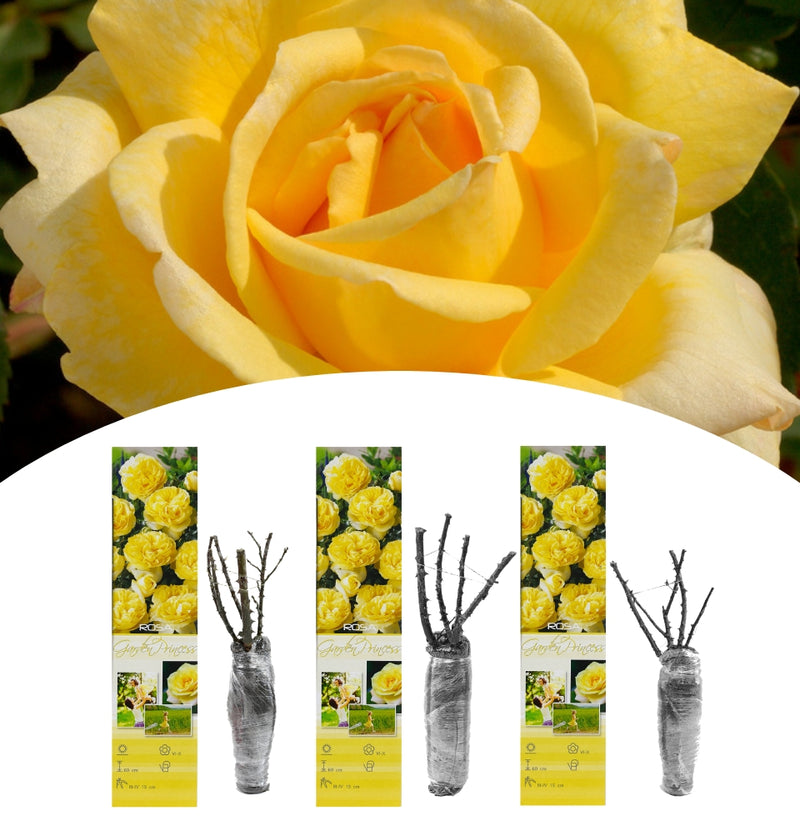 Conjunto de rosas Polyantha com 3 x Garden Princess amarelo