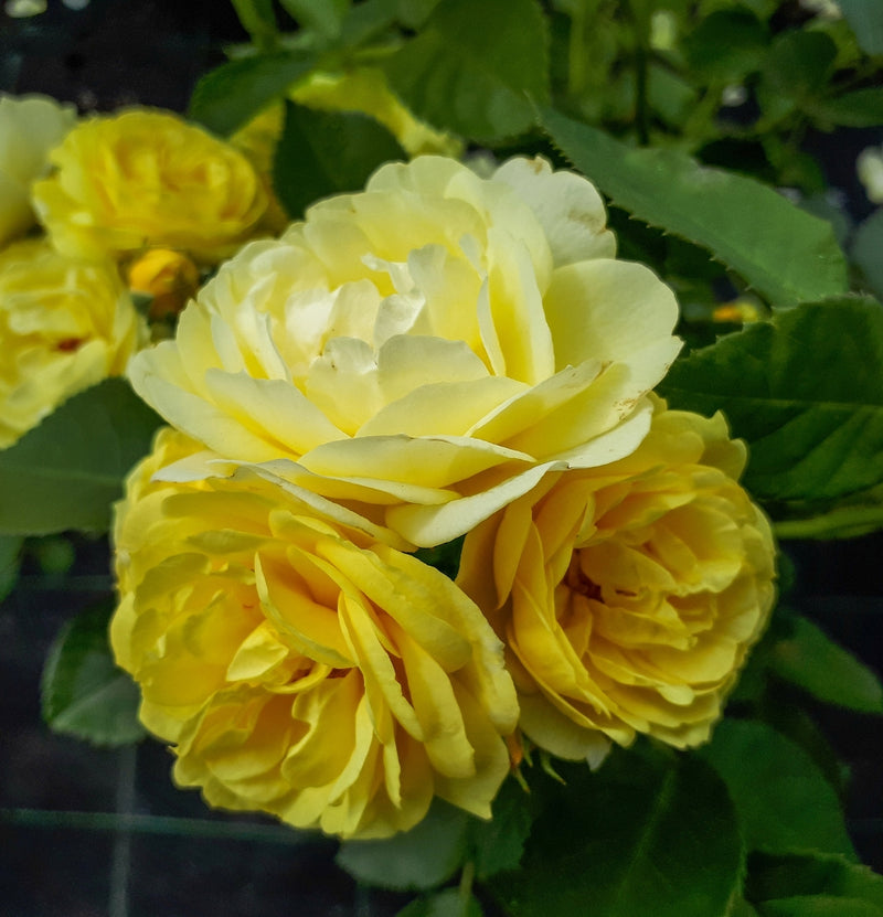 Conjunto de rosas Polyantha com 3 x Garden Princess amarelo