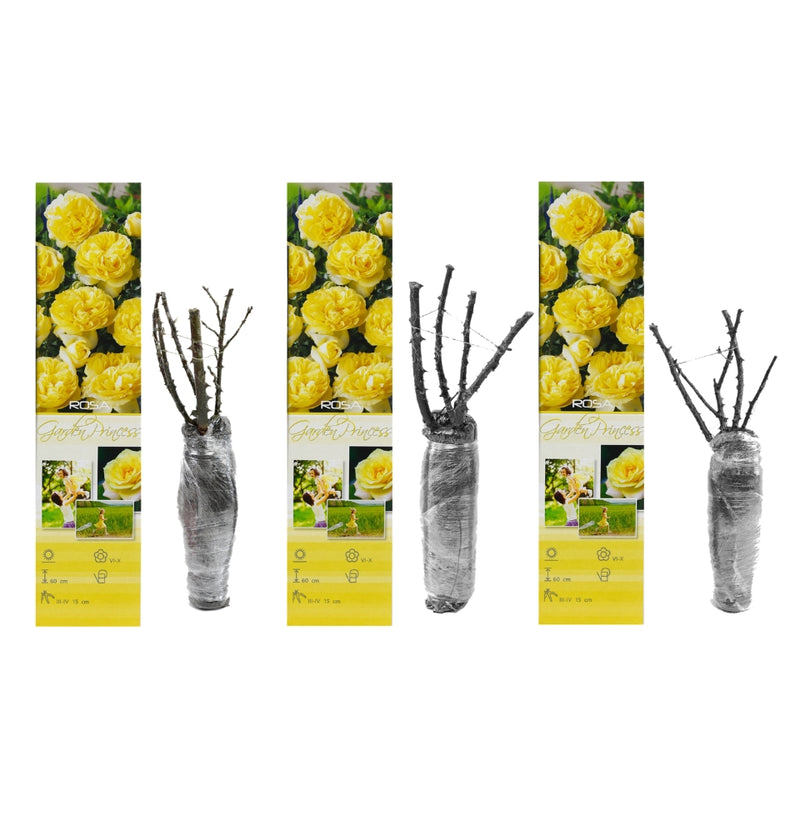 Conjunto de rosas Polyantha com 3 x Garden Princess amarelo