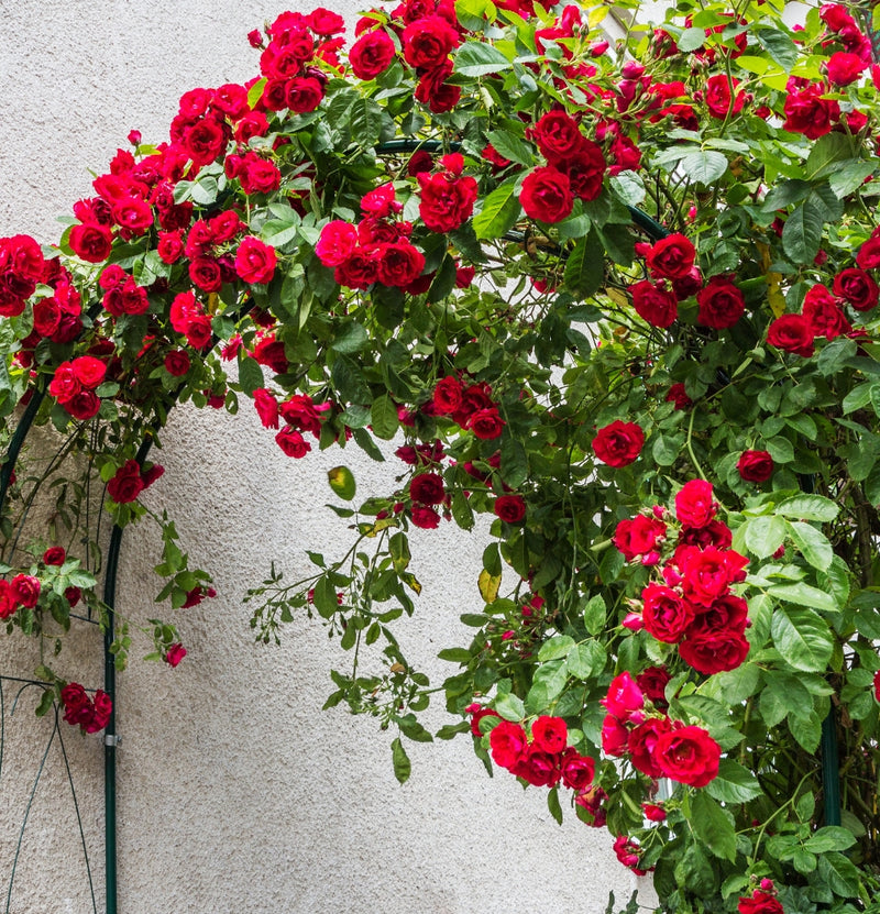 Conjunto de rosas trepadeiras de 3 x Paul's Scarlet red