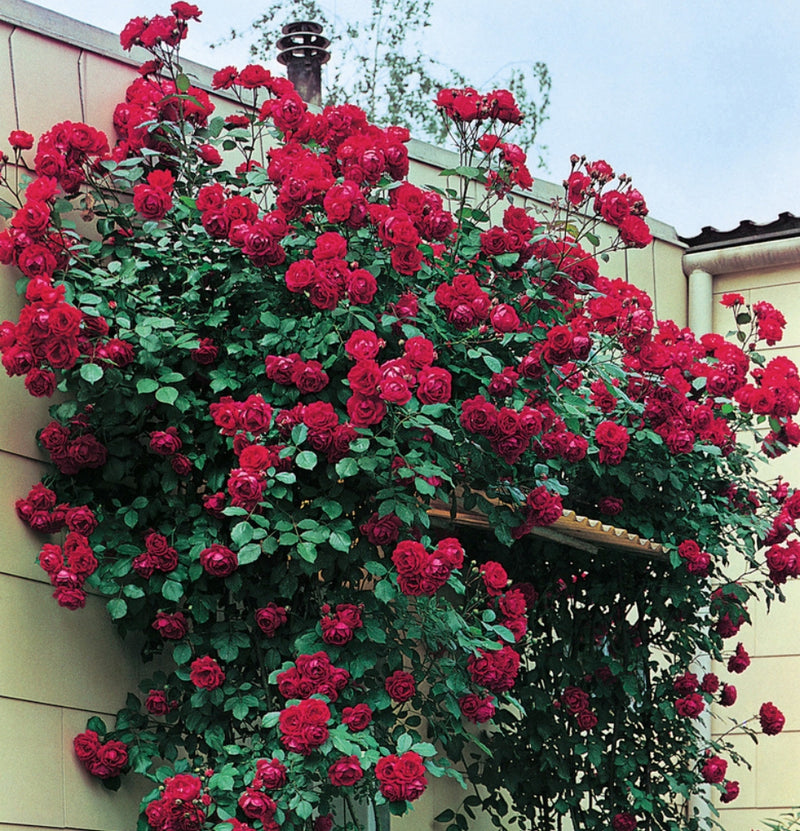 Conjunto de rosas trepadeiras de 3 x Paul's Scarlet red