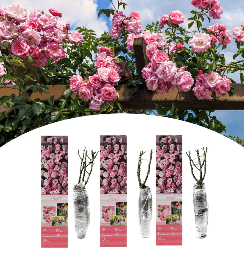 Klimrozen set van 3 x Parade roze