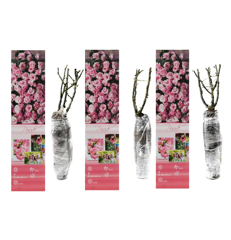 Klimrozen set van 3 x Parade roze