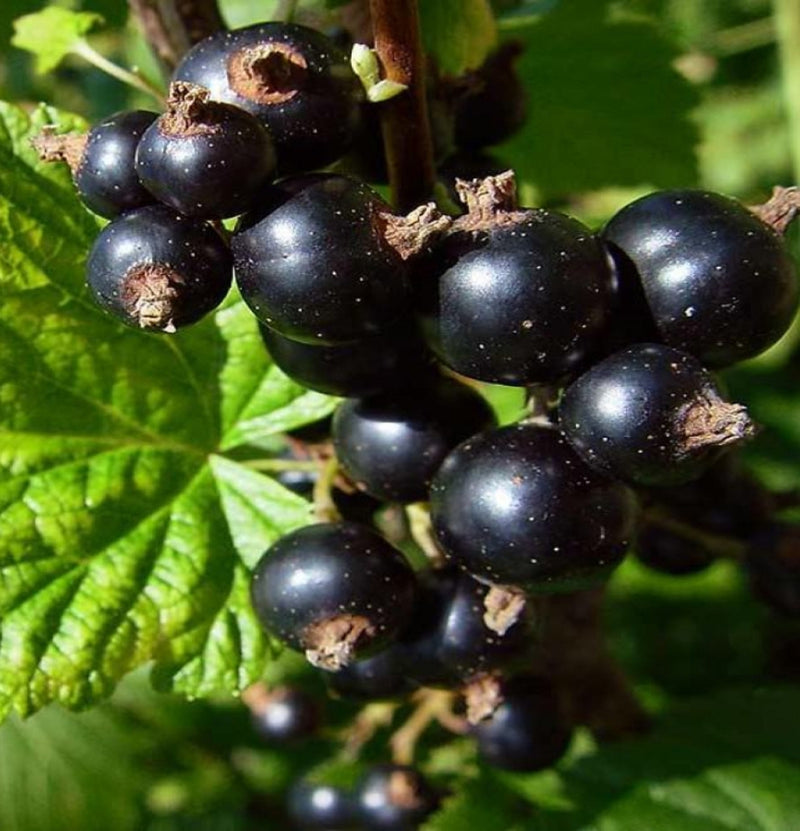 Ensemble de 4 plantes fruitières