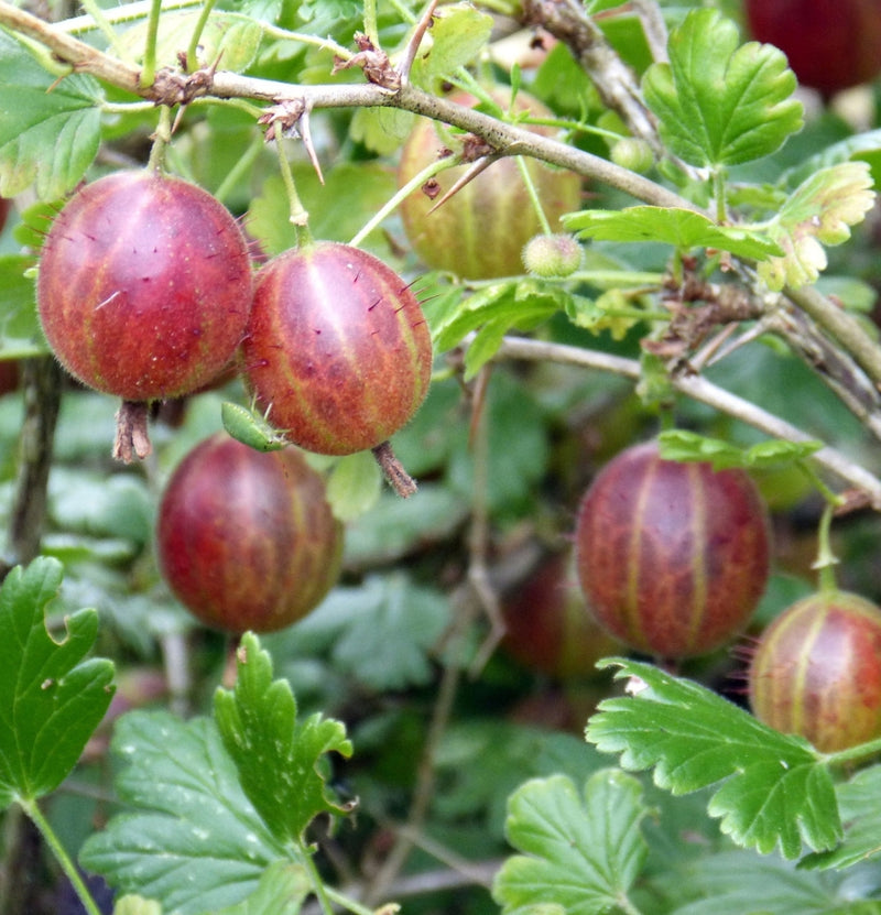 Ensemble de 4 plantes fruitières