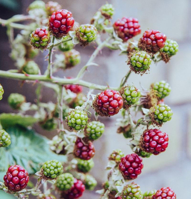 Ensemble de 4 plantes fruitières