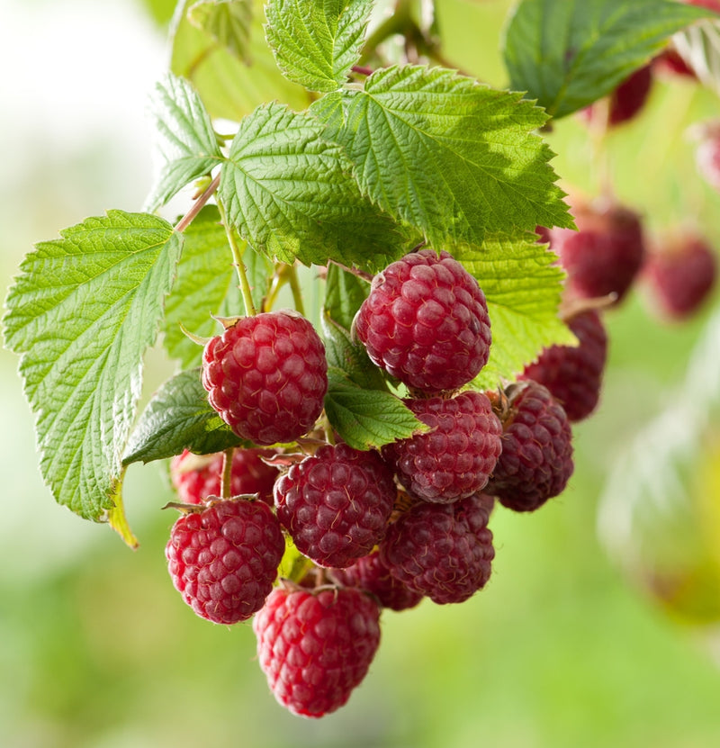 Ensemble de 4 plantes fruitières