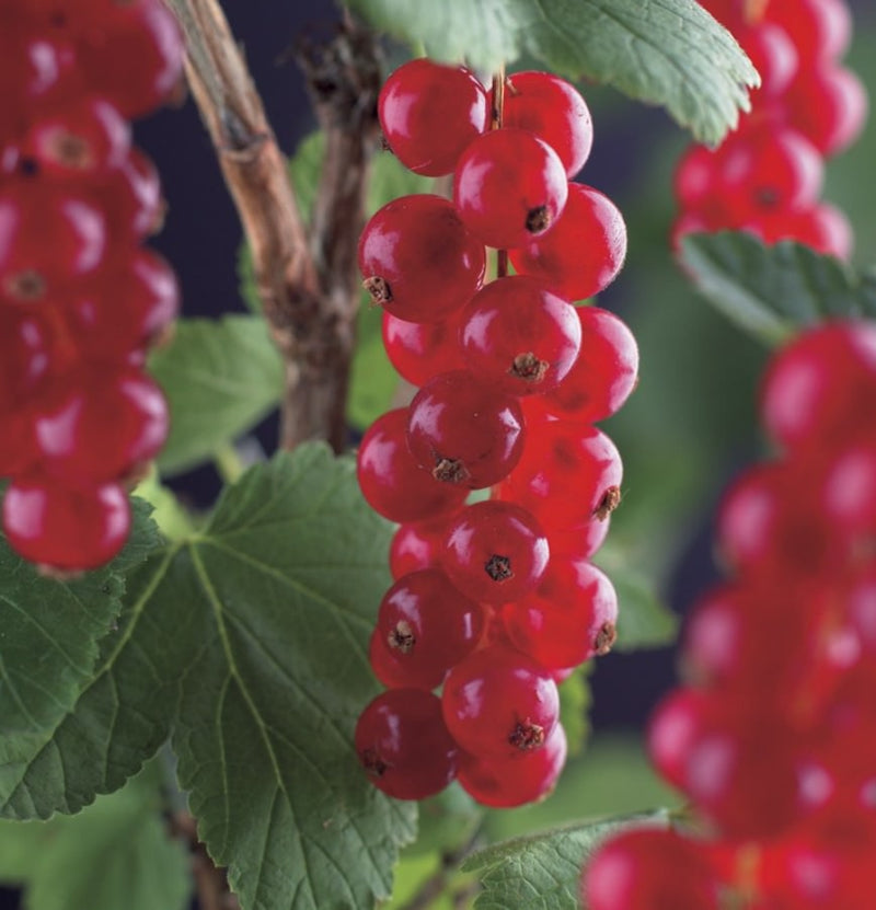 Ensemble de 4 plantes fruitières