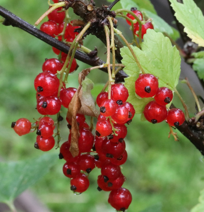 Conjunto de 3 plantas de grosella roja.