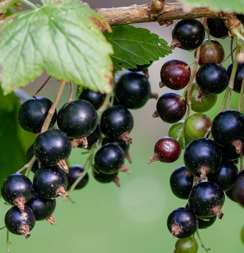 Ensemble de 8 plantes fruitières