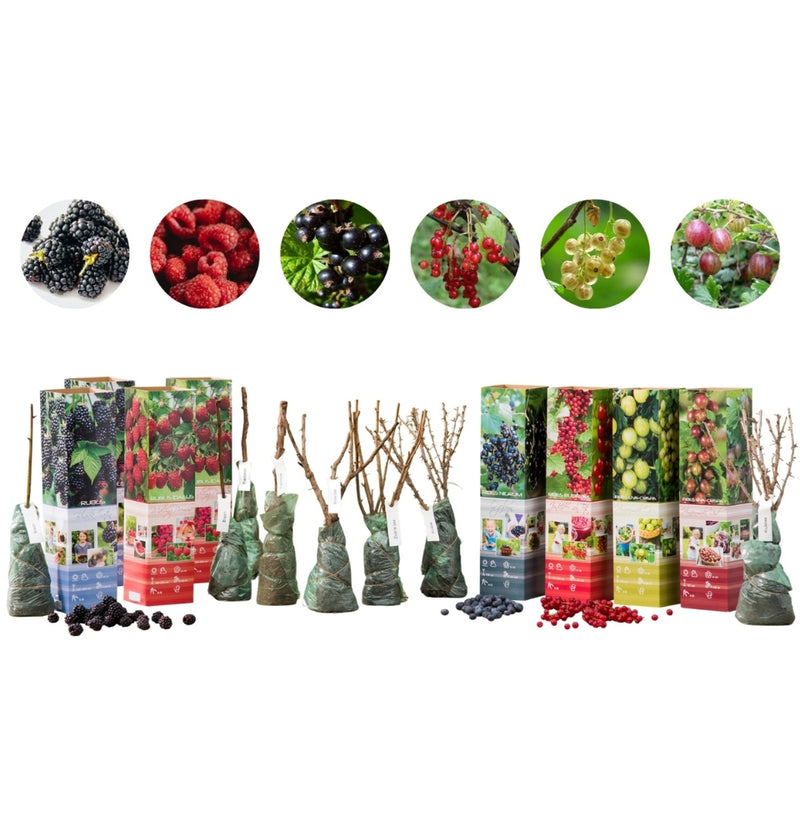 Ensemble de 8 plantes fruitières