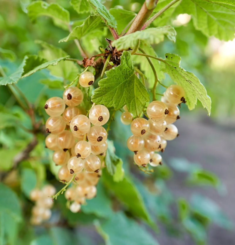 Ensemble de 8 plantes fruitières