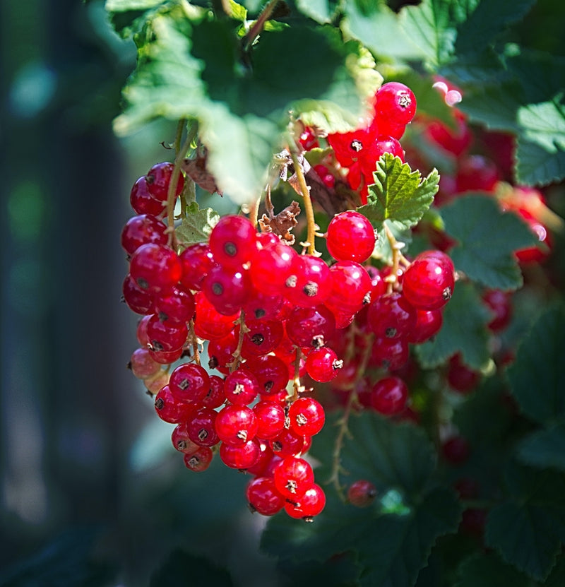 Ensemble de 8 plantes fruitières