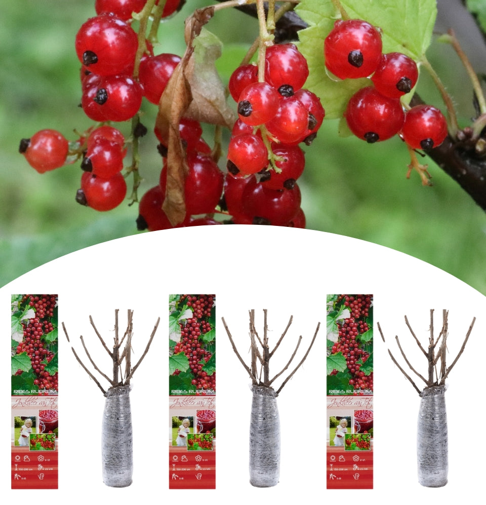 Set of 3 red currant plants