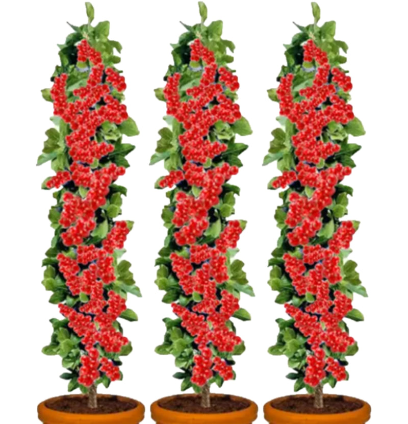 Conjunto de 3 plantas de grosella roja.