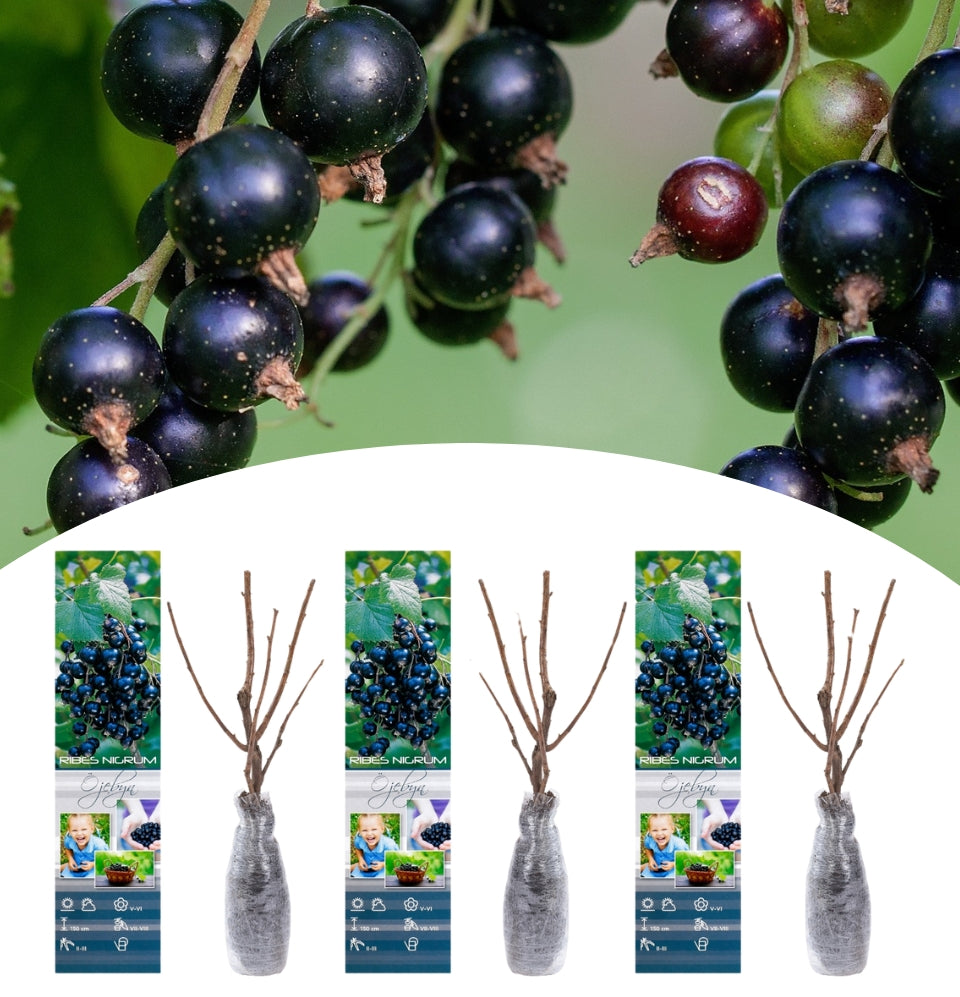 Set of 3 blackcurrant plants