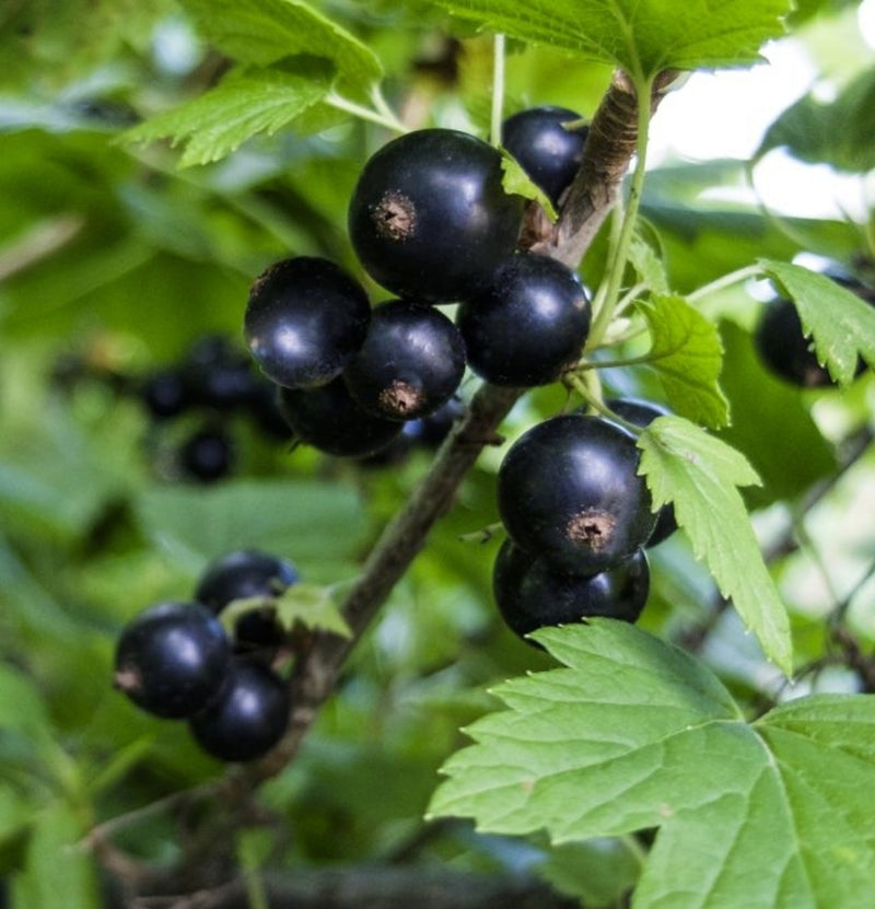 Lot de 6 plants de baies 3 x rouges et 3 x noires