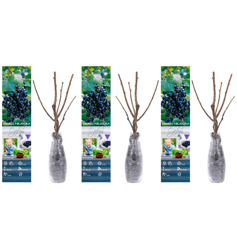 Set of 3 blackcurrant plants