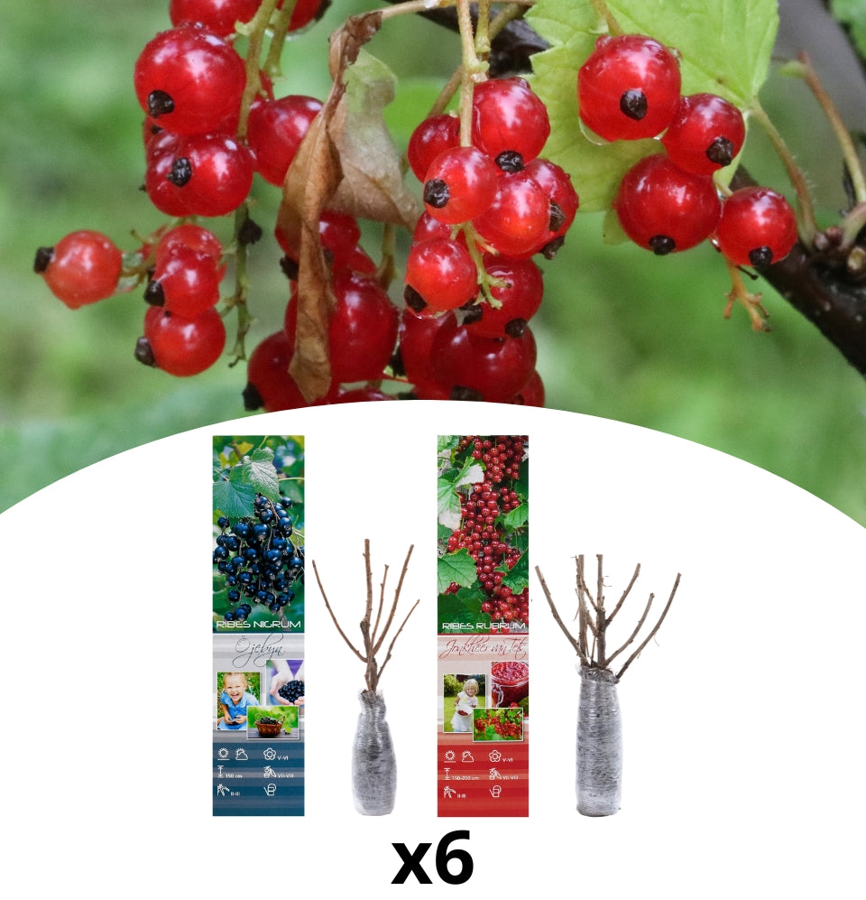 Set of 6 berry plants 3 x red and 3 x black