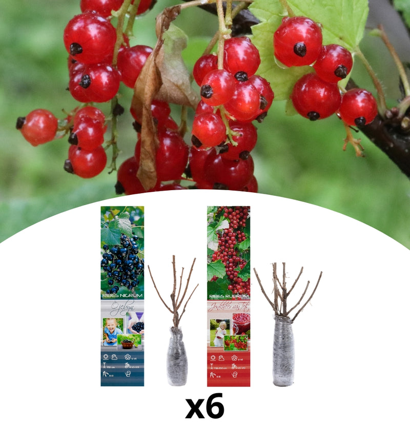 Lot de 6 plants de baies 3 x rouges et 3 x noires