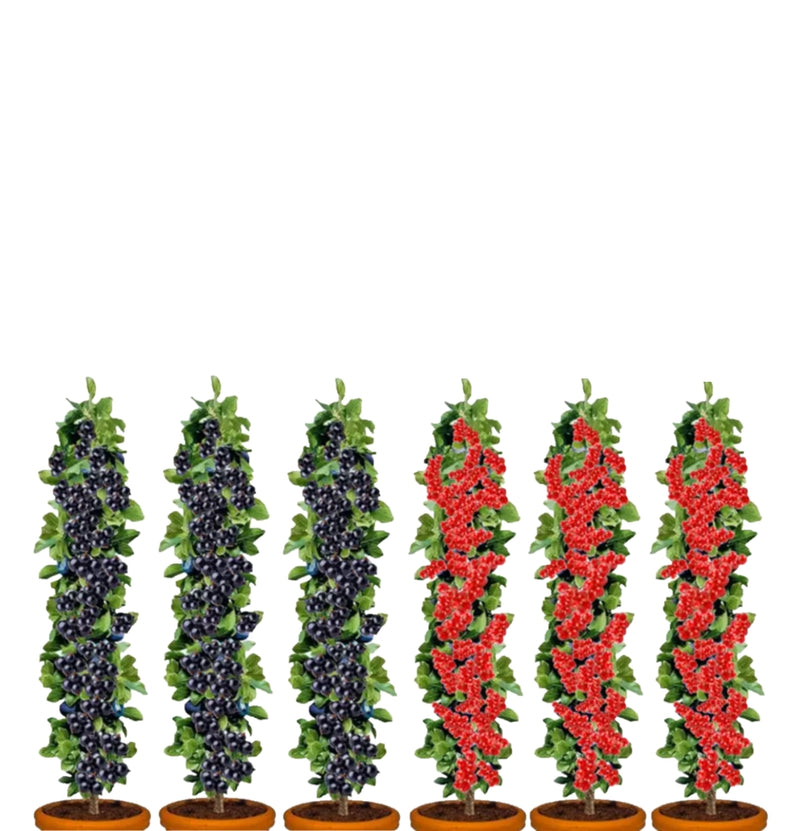 Lot de 6 plants de baies 3 x rouges et 3 x noires