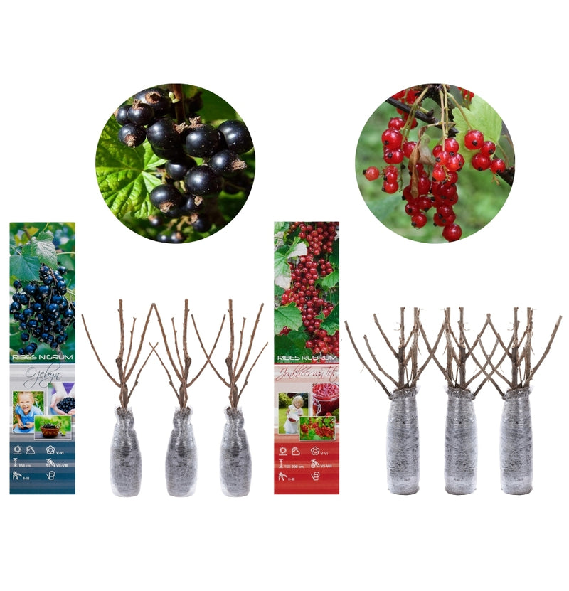 Lot de 6 plants de baies 3 x rouges et 3 x noires