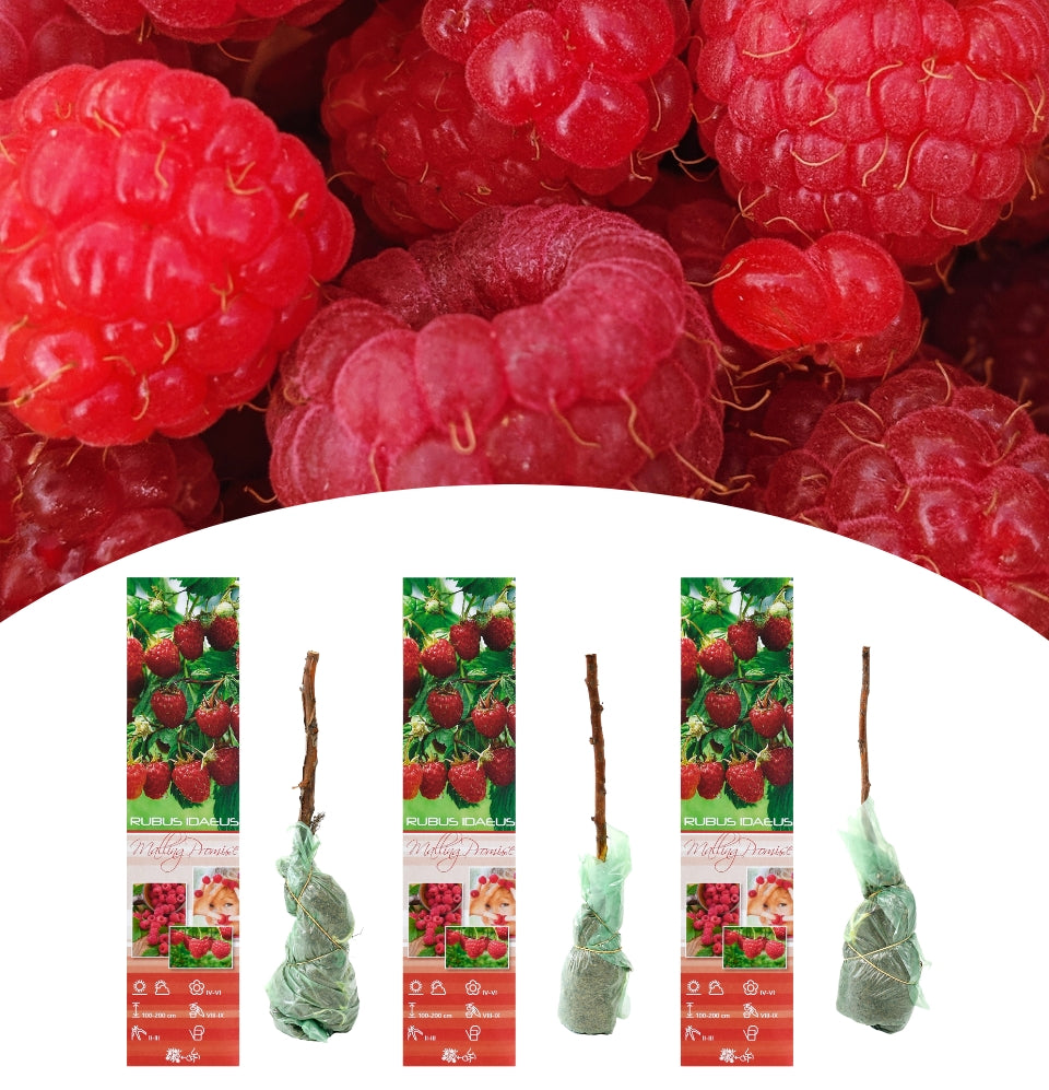 Set of 3 red raspberry plants