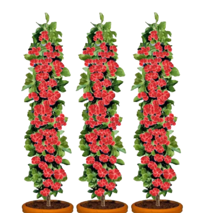 Lot de 3 plants de framboisiers rouges