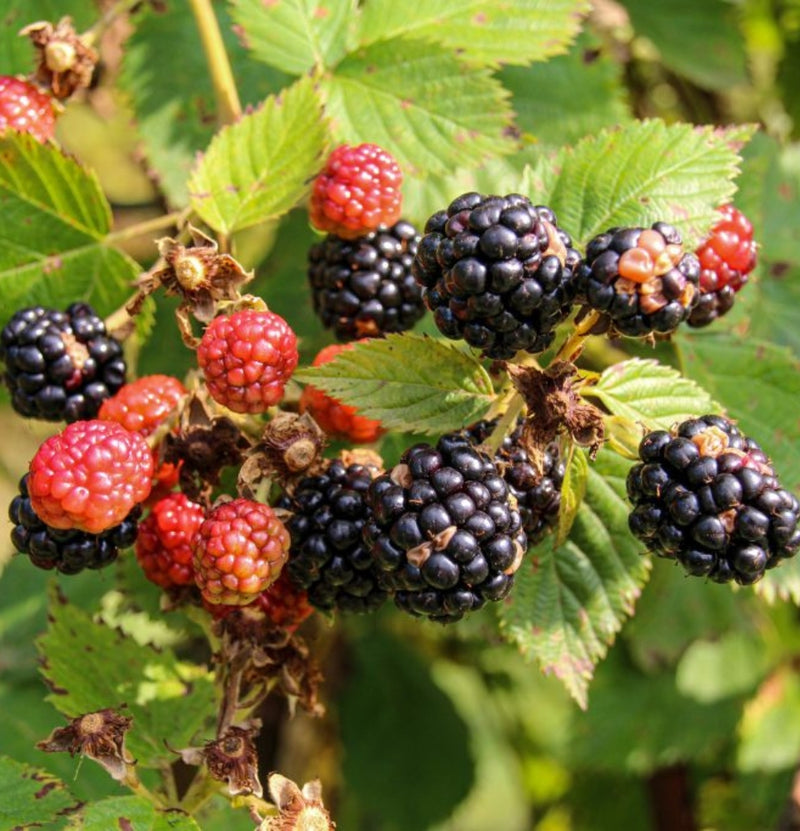 Set with 3 raspberry plants and 3 blackberry plants