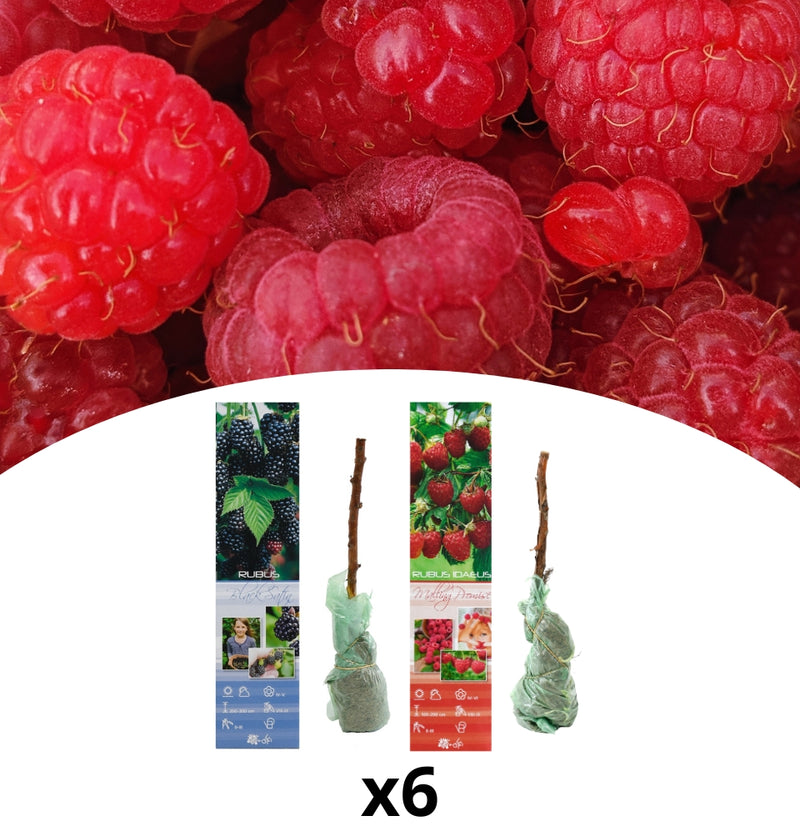 Set with 3 raspberry plants and 3 blackberry plants